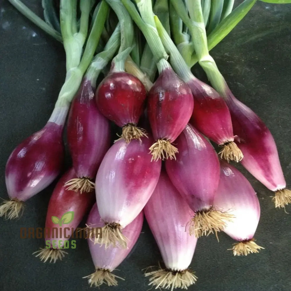 Onion Simane Seeds – Elevate Your Gardening With Robust High-Quality Onions For Delicious