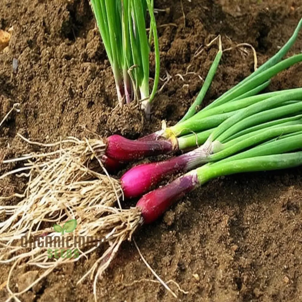 Onion Simane Seeds – Elevate Your Gardening With Robust High-Quality Onions For Delicious