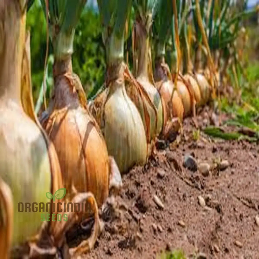 Onions Garlic Solo Heirloom Vegetable Seeds For Planting Alliums