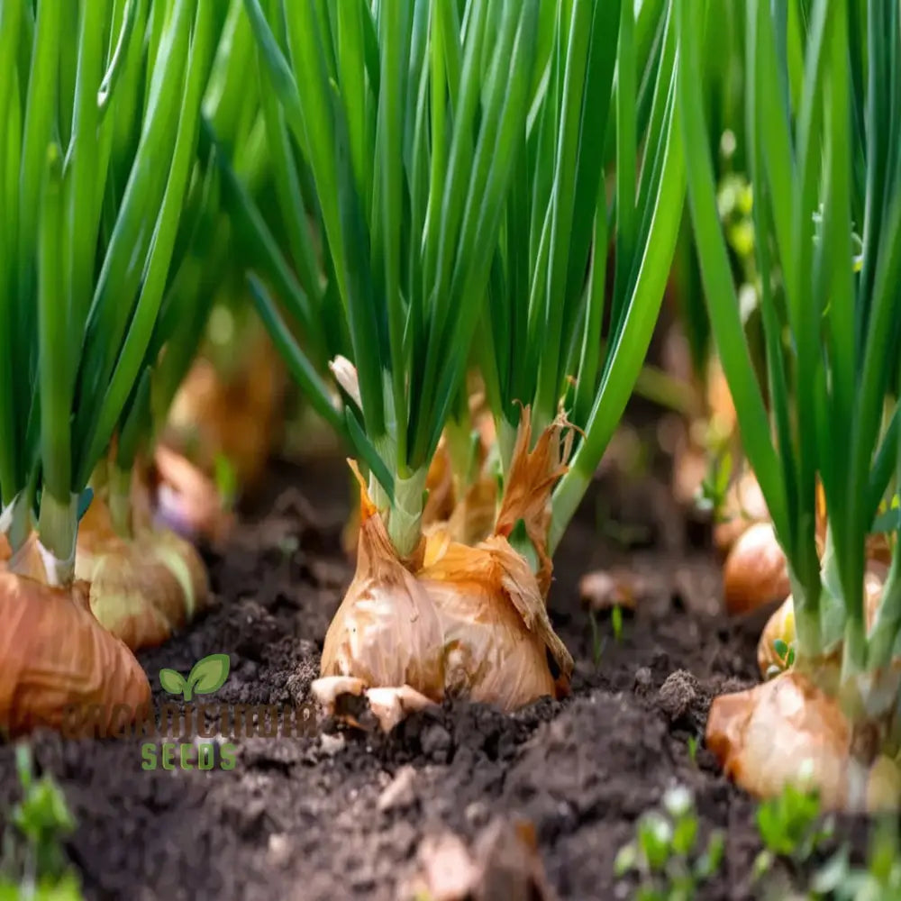 Onions Garlic Solo Heirloom Vegetable Seeds For Planting Alliums