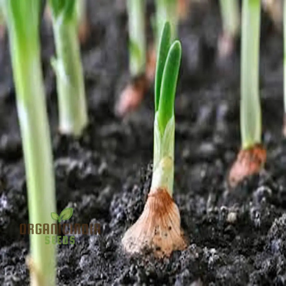 Onions Garlic Solo Heirloom Vegetable Seeds For Planting Alliums