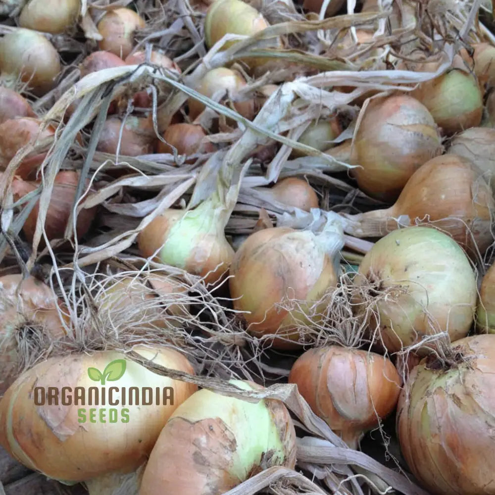 Onions Garlic Solo Heirloom Vegetable Seeds For Planting Alliums