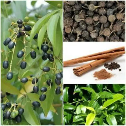 "Cinnamon Tree Seeds, Planting - 100 pcs" - Plant Seeds