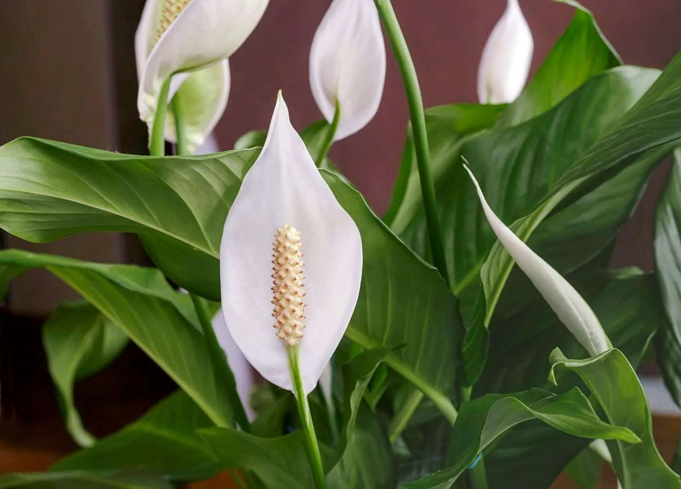 "Spathiphyllum Peace Lily Seeds, Planting - 100 pcs" - Flower seeds