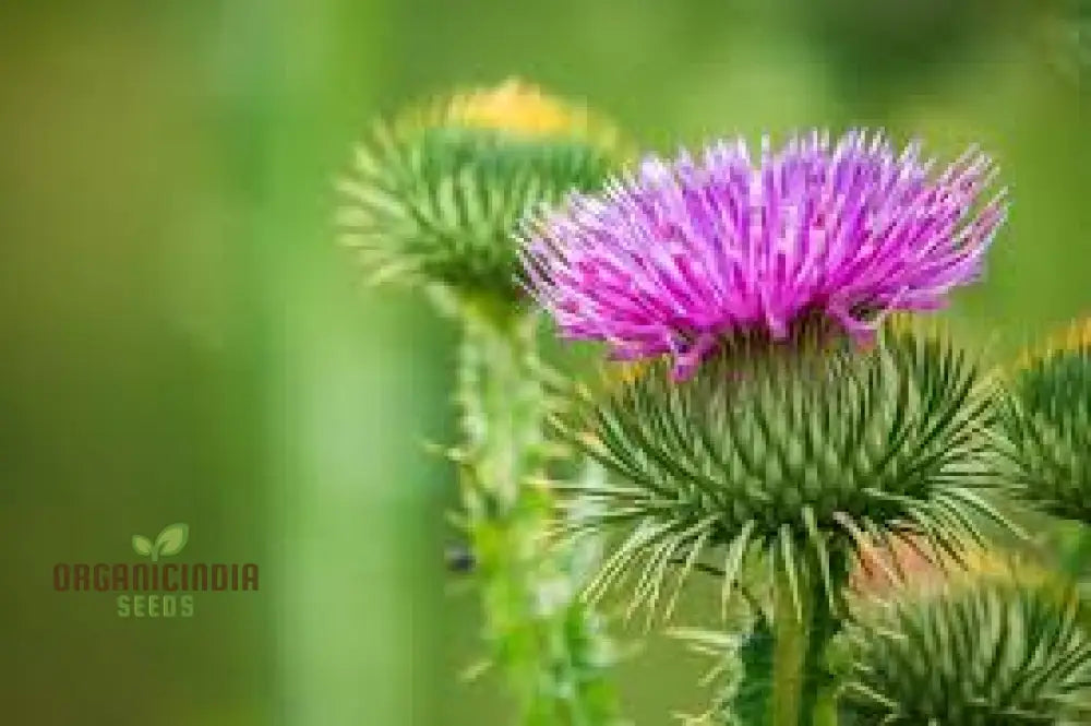 Onopordum Acanthium Seeds For Gardening Enthusiasts | Hardy Biennial