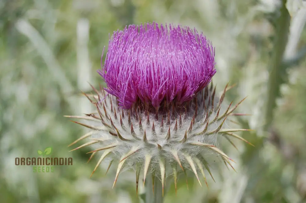 Onopordum Acanthium Seeds For Gardening Enthusiasts | Hardy Biennial