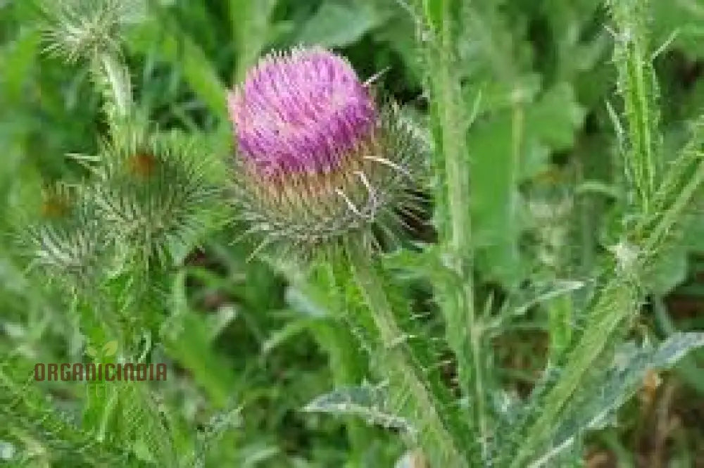 Onopordum Acanthium Seeds For Gardening Enthusiasts | Hardy Biennial