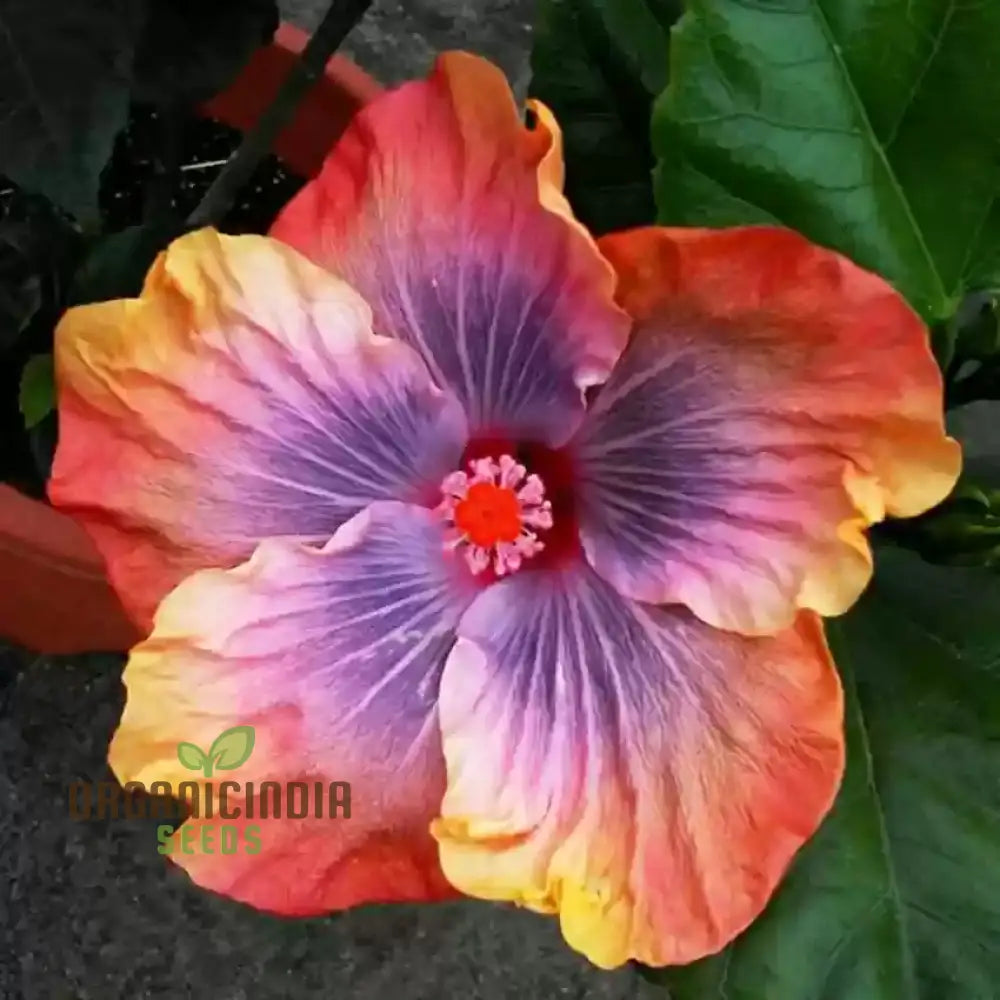 Orange Blue Hibiscus Seeds For Planting - 100 Pcs Flower Seeds