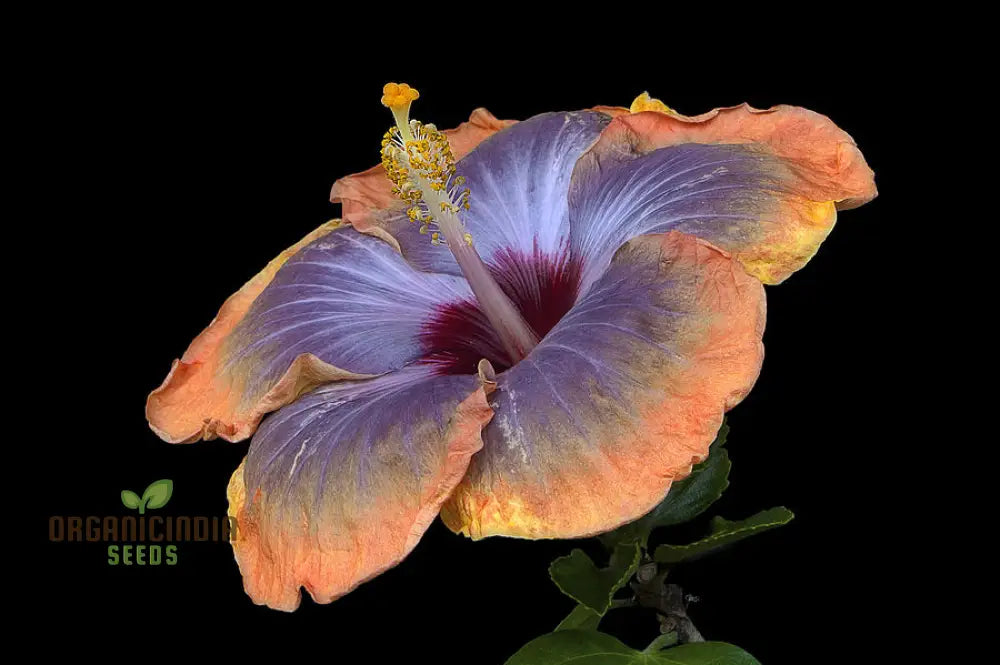 Orange Blue Hibiscus Seeds For Planting - 100 Pcs Flower Seeds