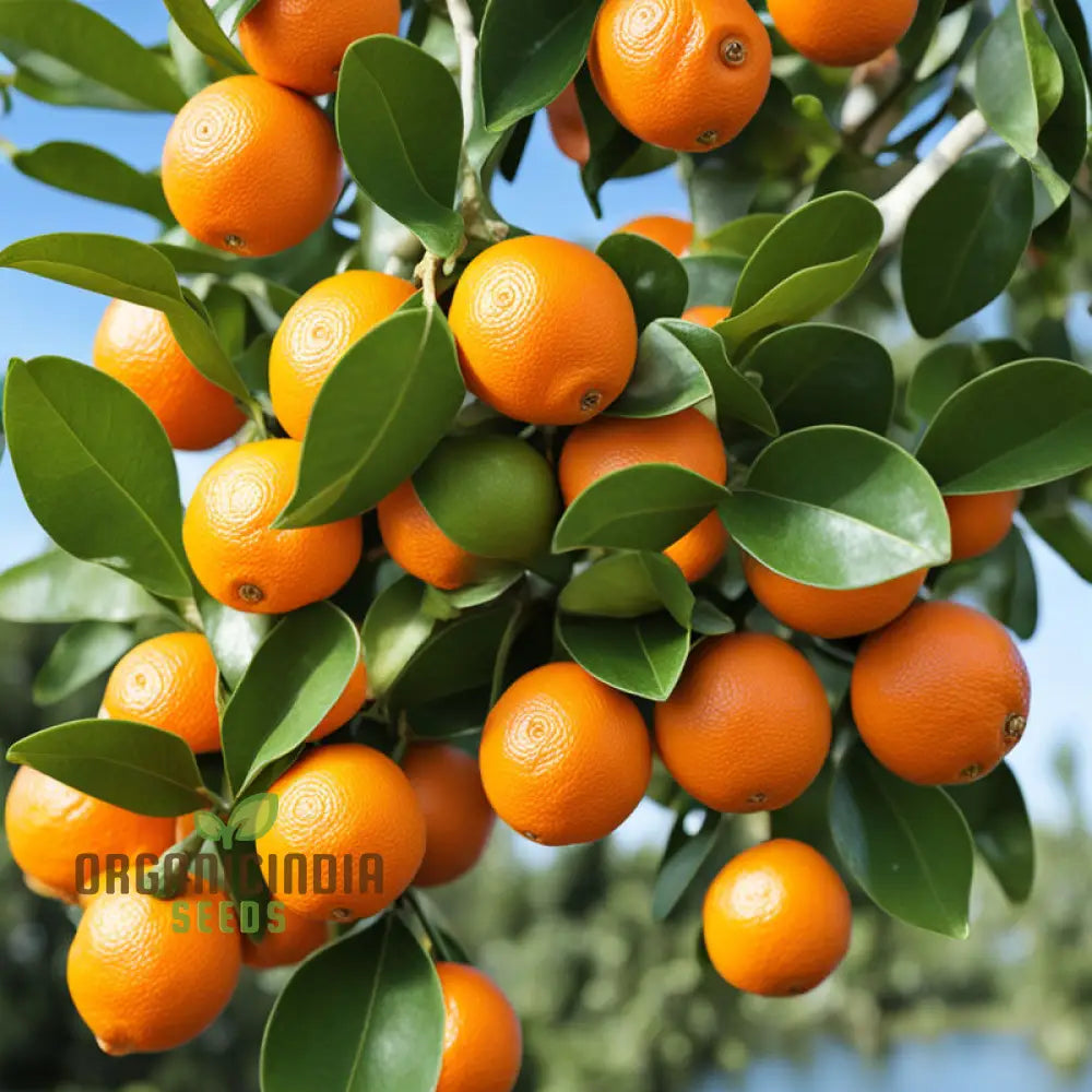 Orange Calamondin Seeds Citrus Seed For Planting Exotic Fruit Grow Your Own Delight