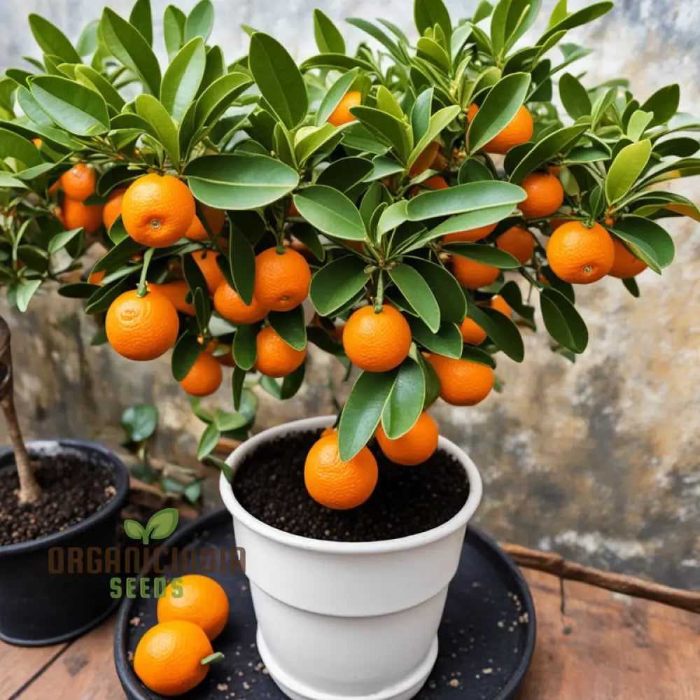 Orange Calamondin Seeds Citrus Seed For Planting Exotic Fruit Grow Your Own Delight