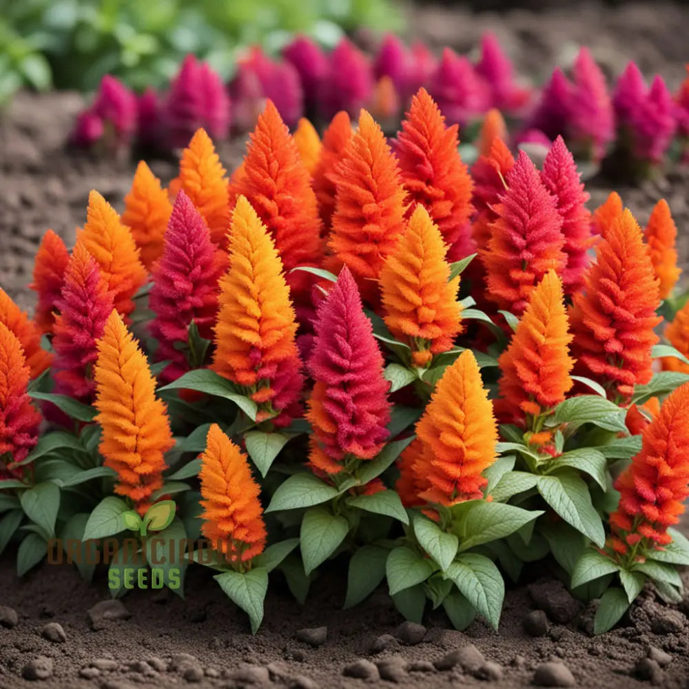 Orange Celosia Seeds Mix - Vibrant Plumes For Dazzling Garden Displays Annuals