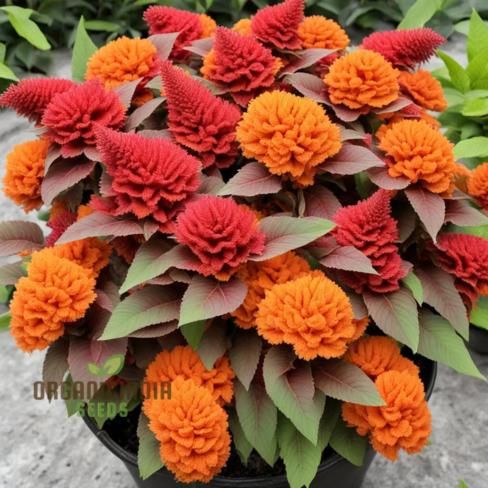 Orange Celosia Seeds Mix - Vibrant Plumes For Dazzling Garden Displays Annuals