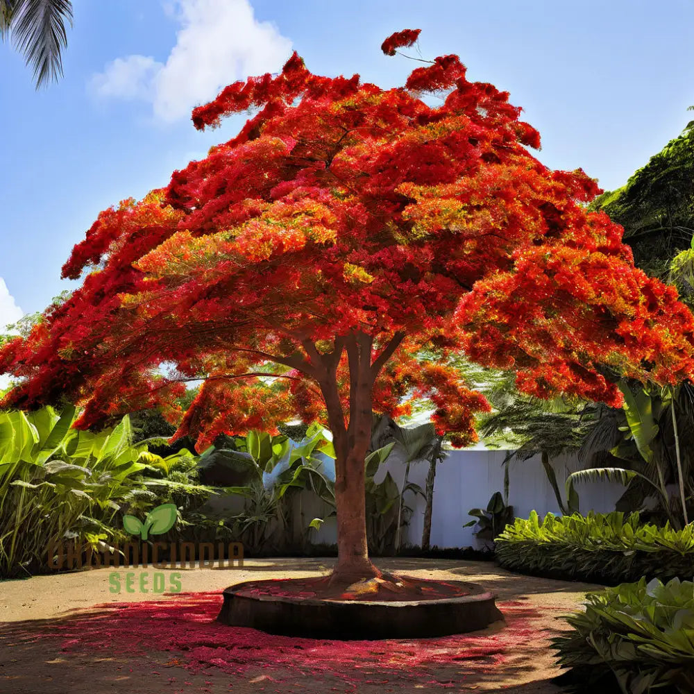 Orange Flamboyan Tree Seeds Grow Your Own Burst Of Tropical Beauty