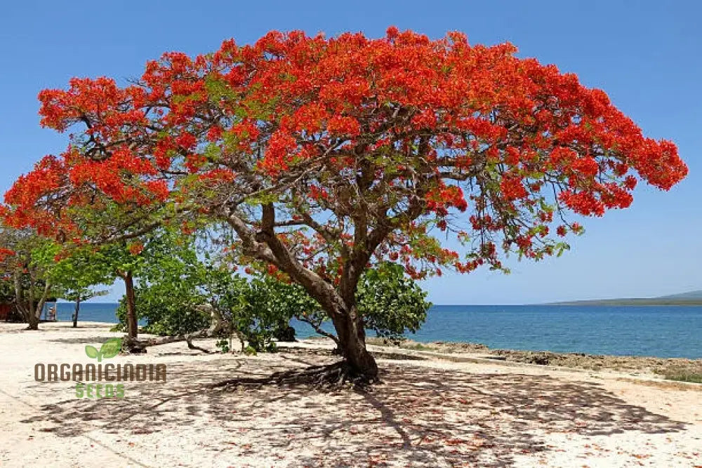 Orange Flamboyan Tree Seeds Grow Your Own Burst Of Tropical Beauty