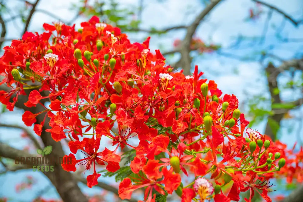 Orange Flamboyan Tree Seeds Grow Your Own Burst Of Tropical Beauty