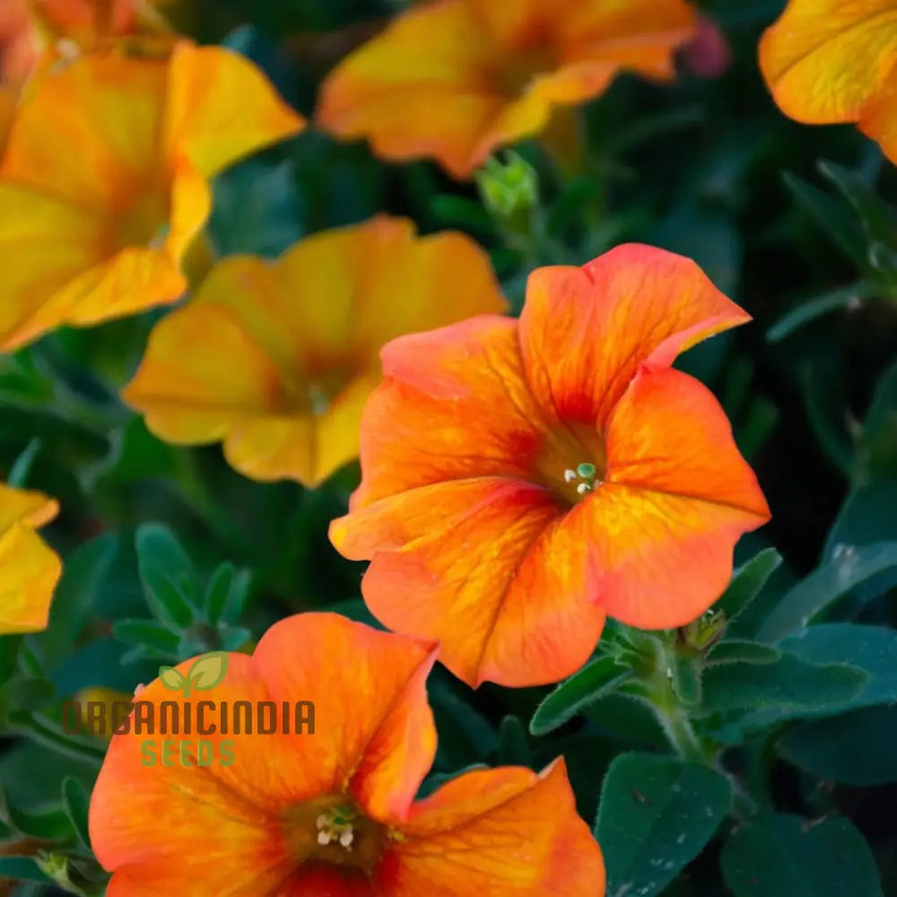 Orange Hanging Petunia Flower Seeds - Cascading Blooms For Vibrant Garden Displays Seeds