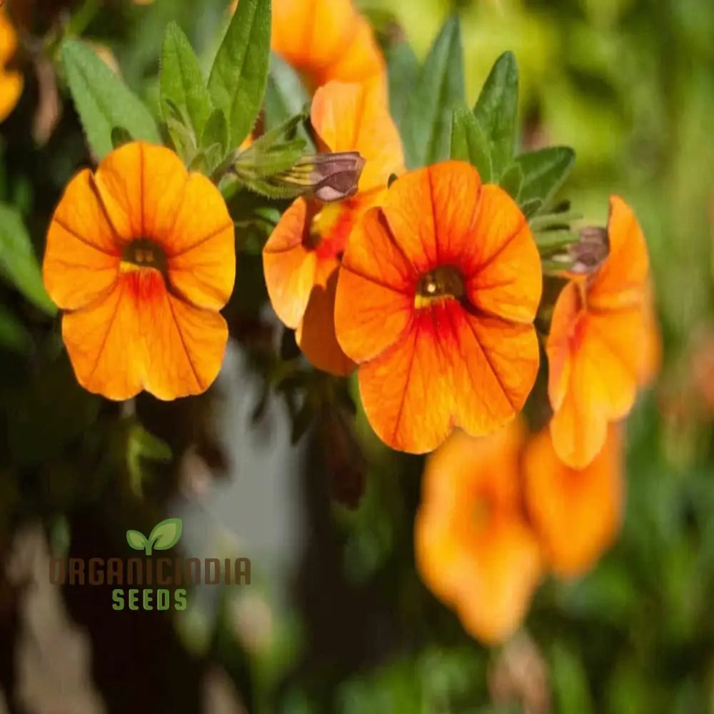 Orange Hanging Petunia Flower Seeds - Cascading Blooms For Vibrant Garden Displays Seeds