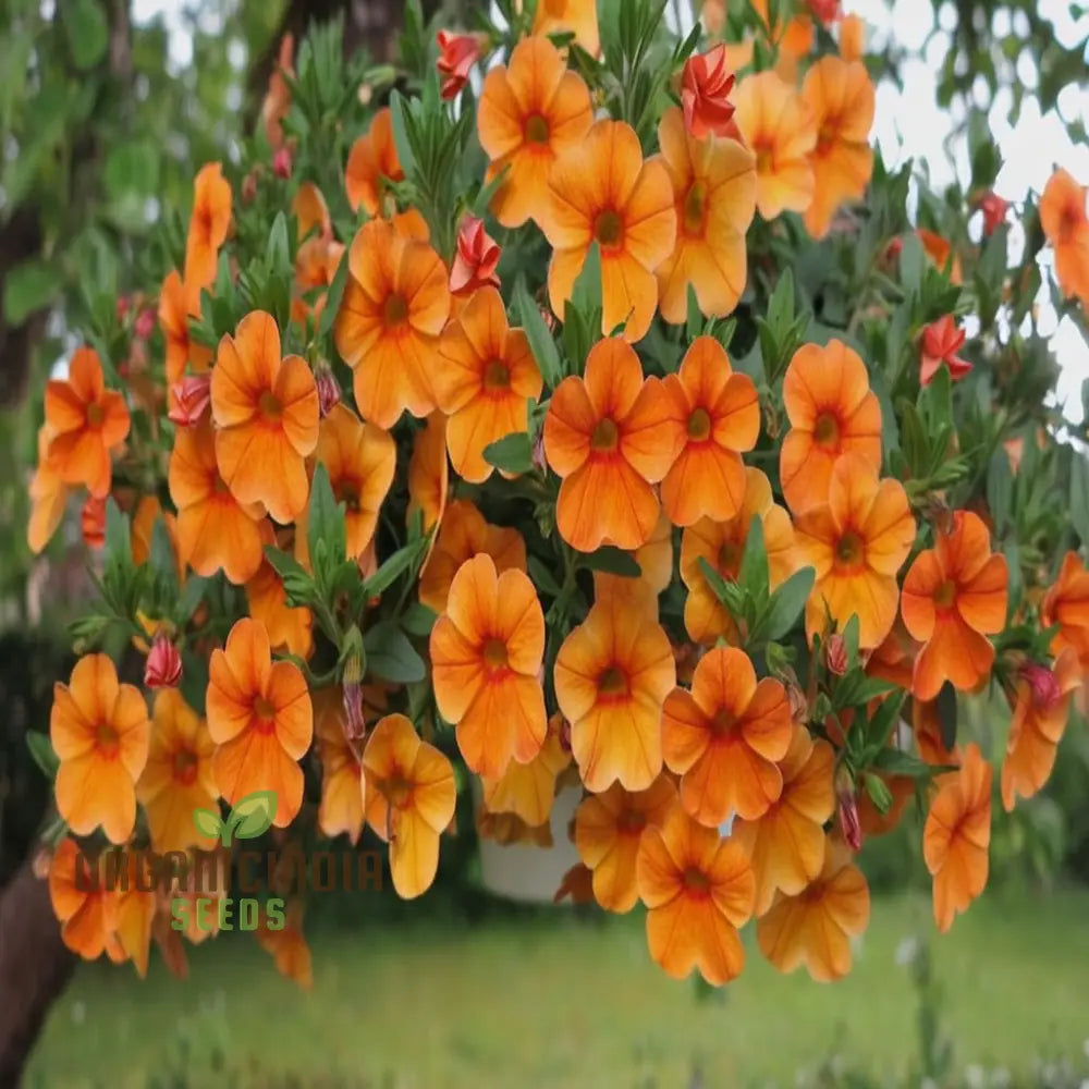 Orange Hanging Petunia Flower Seeds - Cascading Blooms For Vibrant Garden Displays Seeds