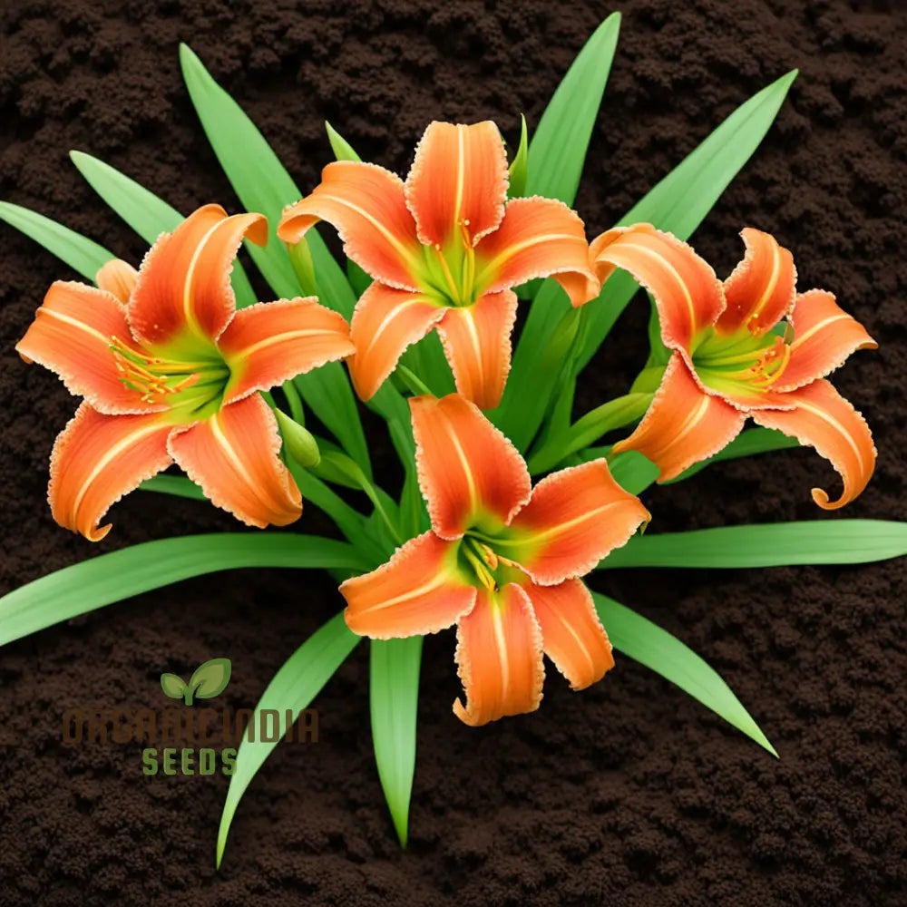 Orange Hemerocallis Flower Seeds Beautiful Daylily For Gardening Perennials