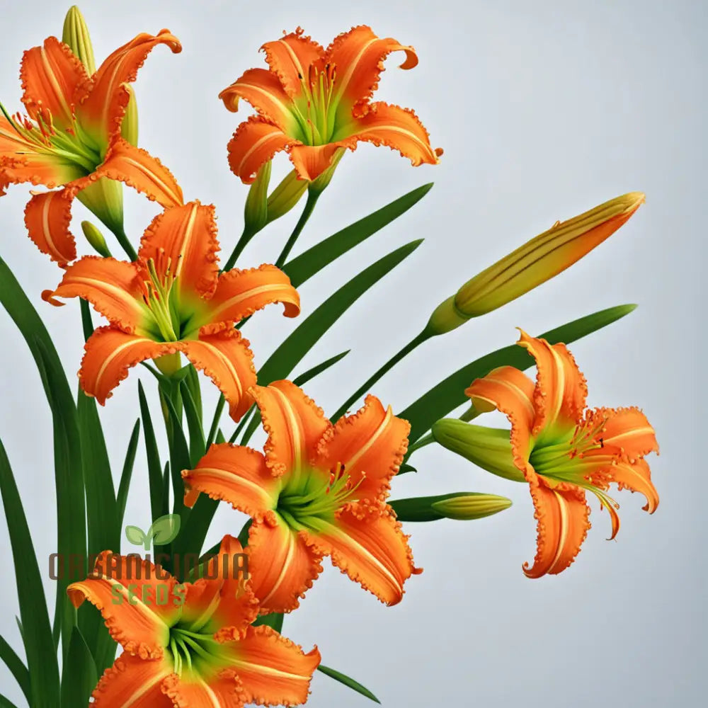 Orange Hemerocallis Flower Seeds Beautiful Daylily For Gardening Perennials