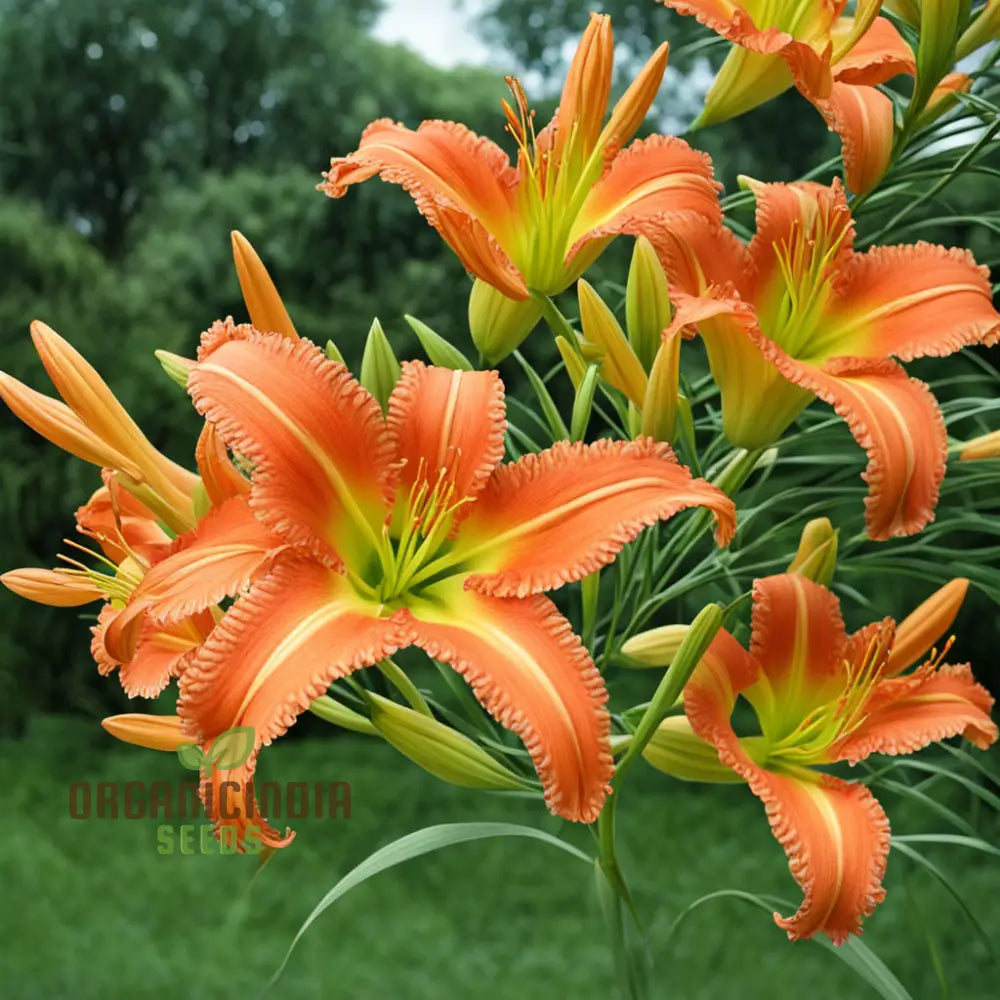 Orange Hemerocallis Flower Seeds Beautiful Daylily For Gardening Perennials