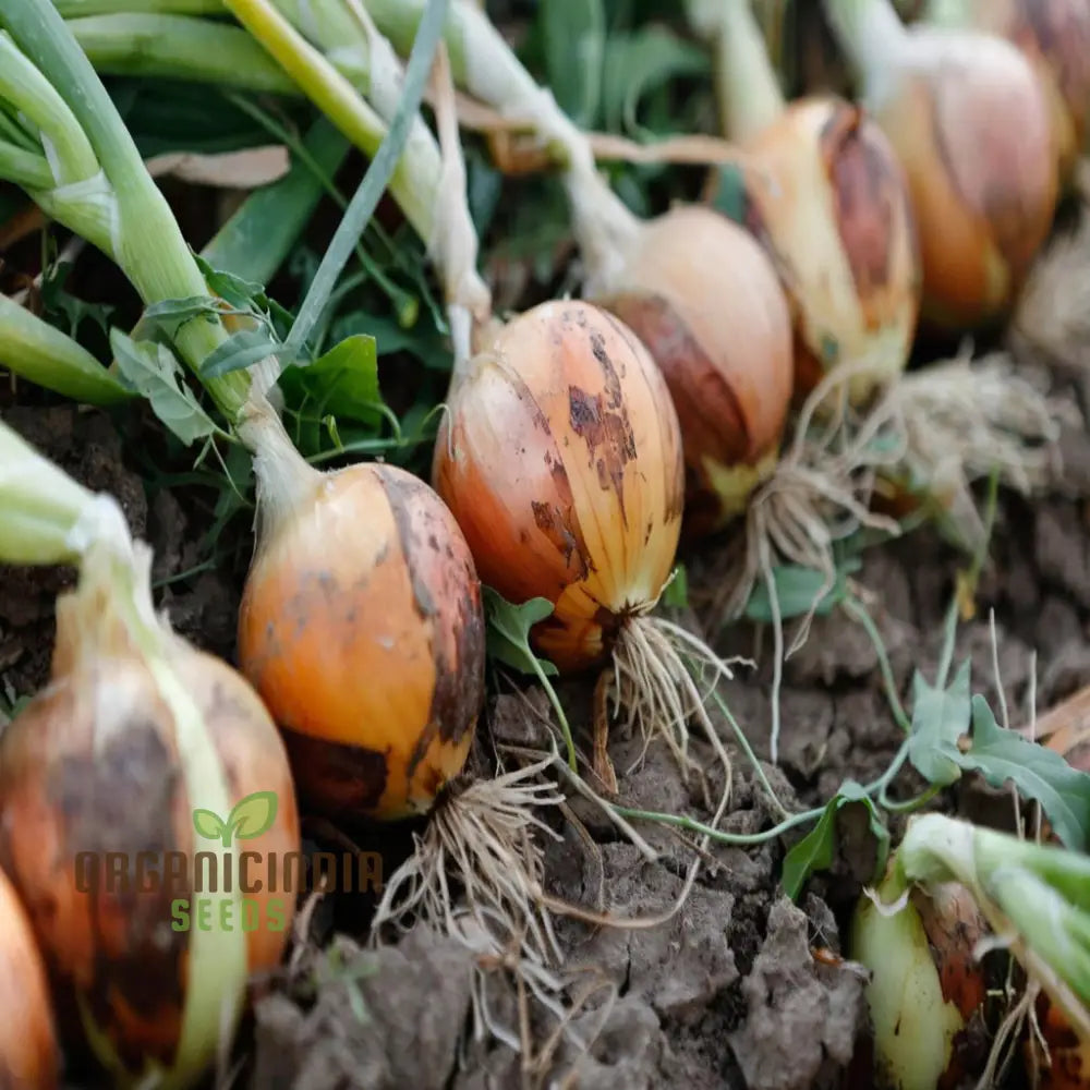 Orange Onion Vegetable Seeds Expert Planting And Gardening Tips For Growing Flavorful Nutritious