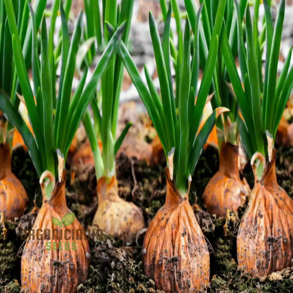 Orange Onion Vegetable Seeds Expert Planting And Gardening Tips For Growing Flavorful Nutritious