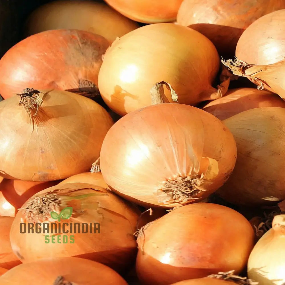 Orange Onion Vegetable Seeds Expert Planting And Gardening Tips For Growing Flavorful Nutritious