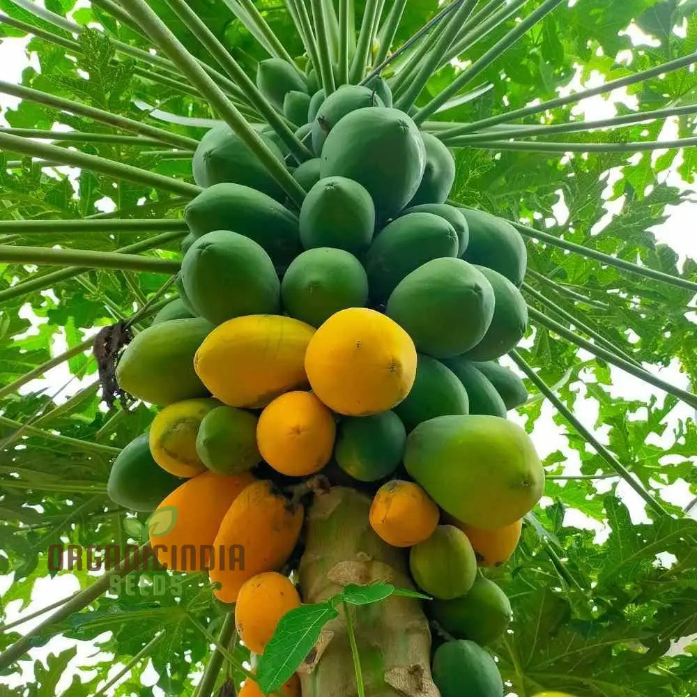 Orange Papaya Fruit Seeds For Planting Cultivate Your Garden With Exotic