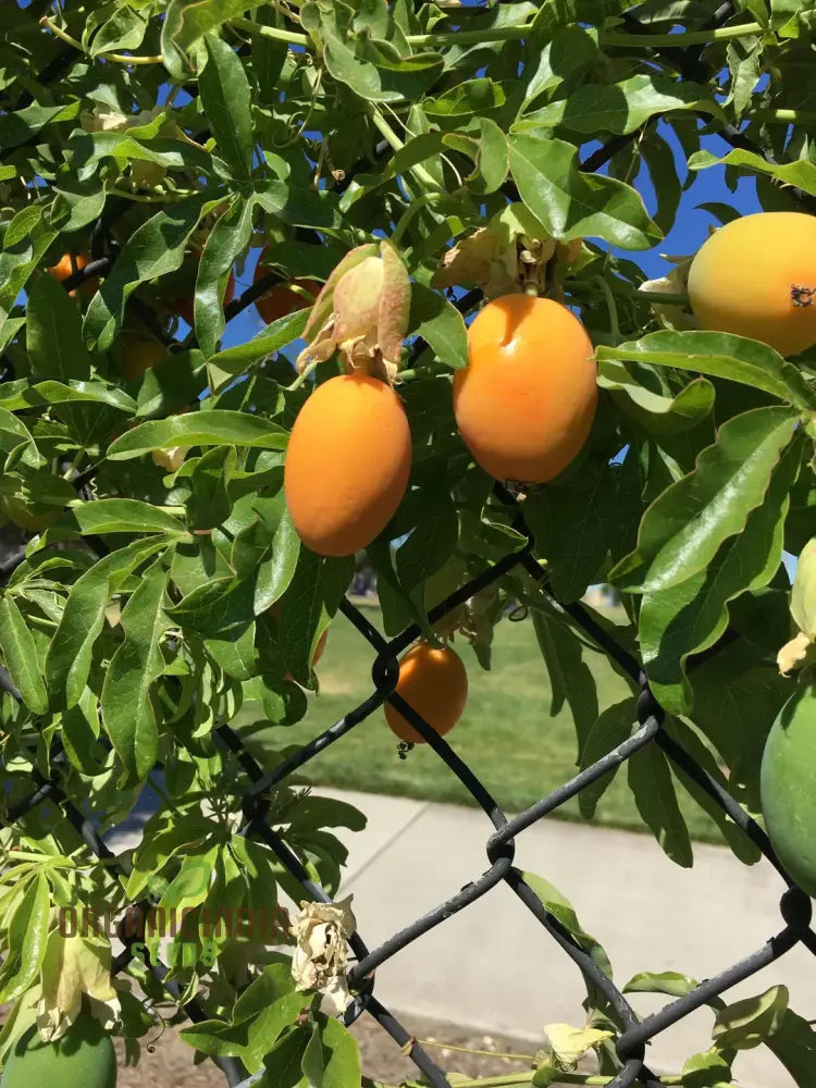 Orange Passion Fruit Seeds For Planting Cultivate Your Garden With Exotic Passiflorine