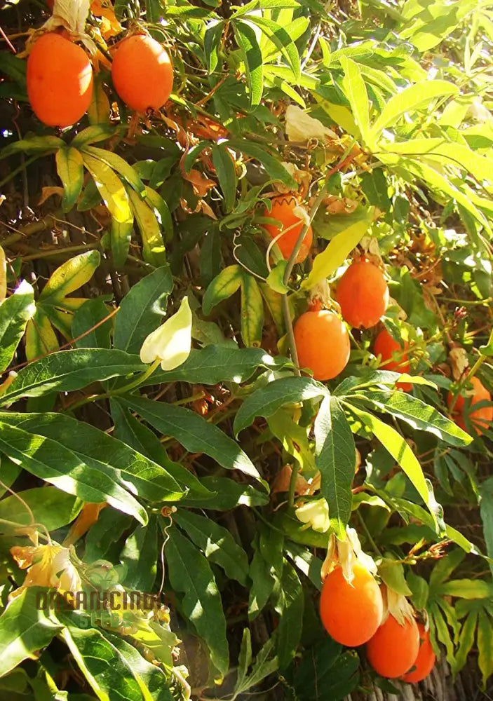 Orange Passion Fruit Seeds For Planting Cultivate Your Garden With Exotic Passiflorine