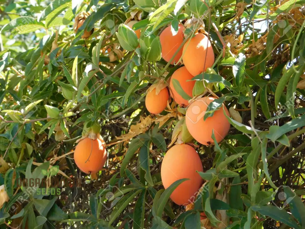 Orange Passion Fruit Seeds For Planting Cultivate Your Garden With Exotic Passiflorine