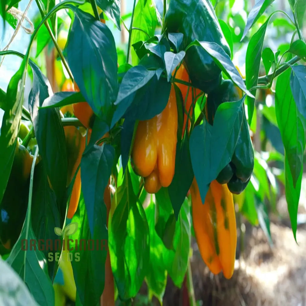 Orange Pepperoncini Hot Pepper Seeds - Spicy And Tangy Peppers For Flavorful Dishes Vegetable