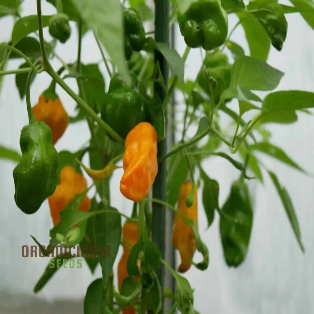 Orange Pepperoncini Hot Pepper Seeds - Spicy And Tangy Peppers For Flavorful Dishes Vegetable