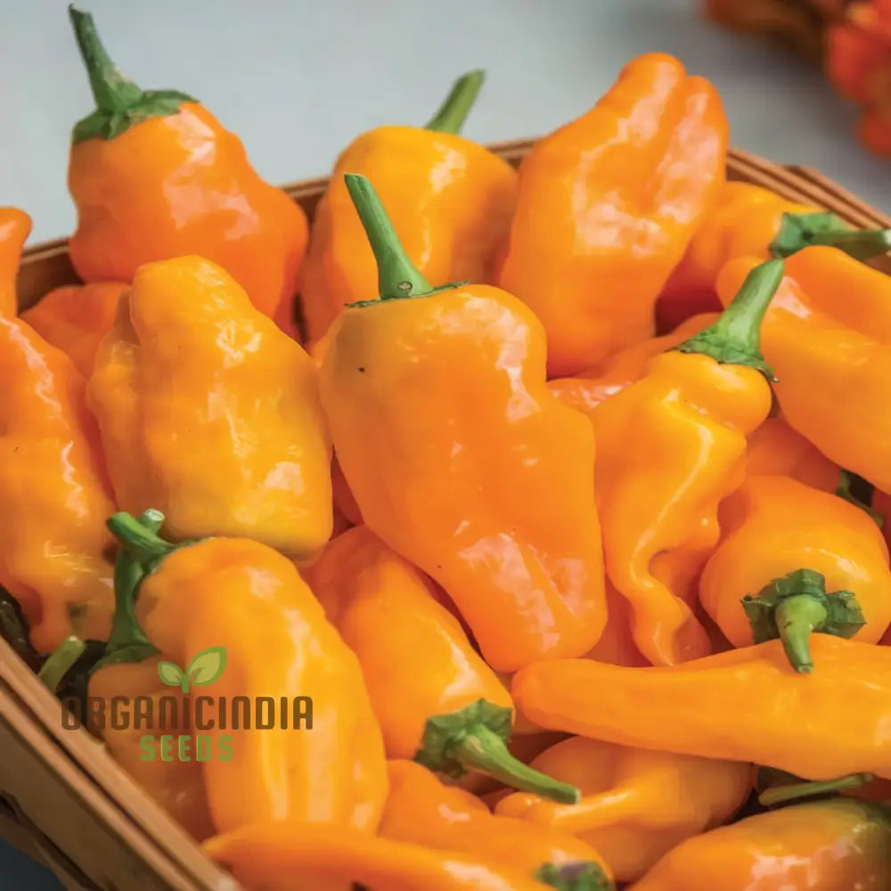 Orange Pepperoncini Hot Pepper Seeds - Spicy And Tangy Peppers For Flavorful Dishes Vegetable