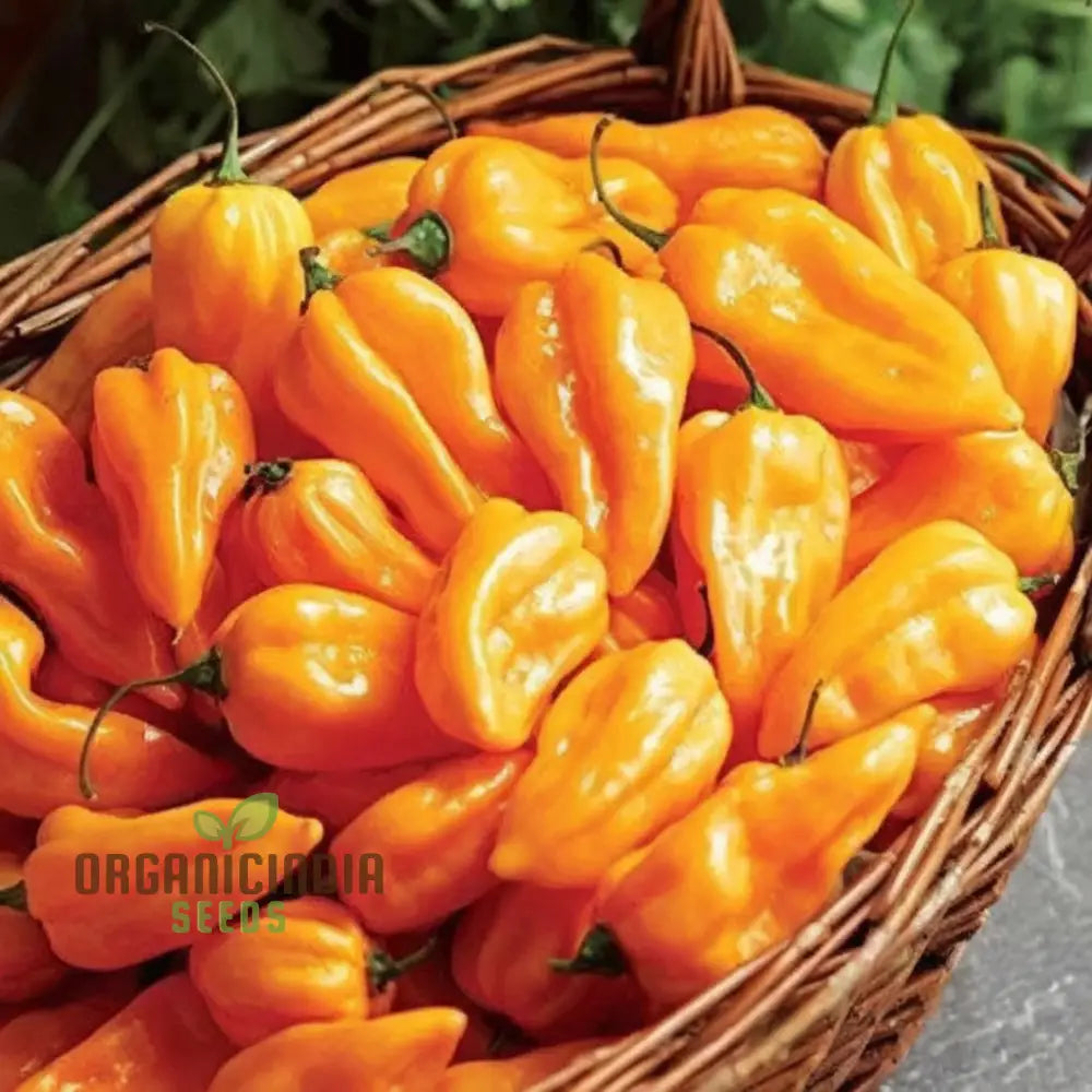 Orange Pepperoncini Hot Pepper Seeds - Spicy And Tangy Peppers For Flavorful Dishes Vegetable