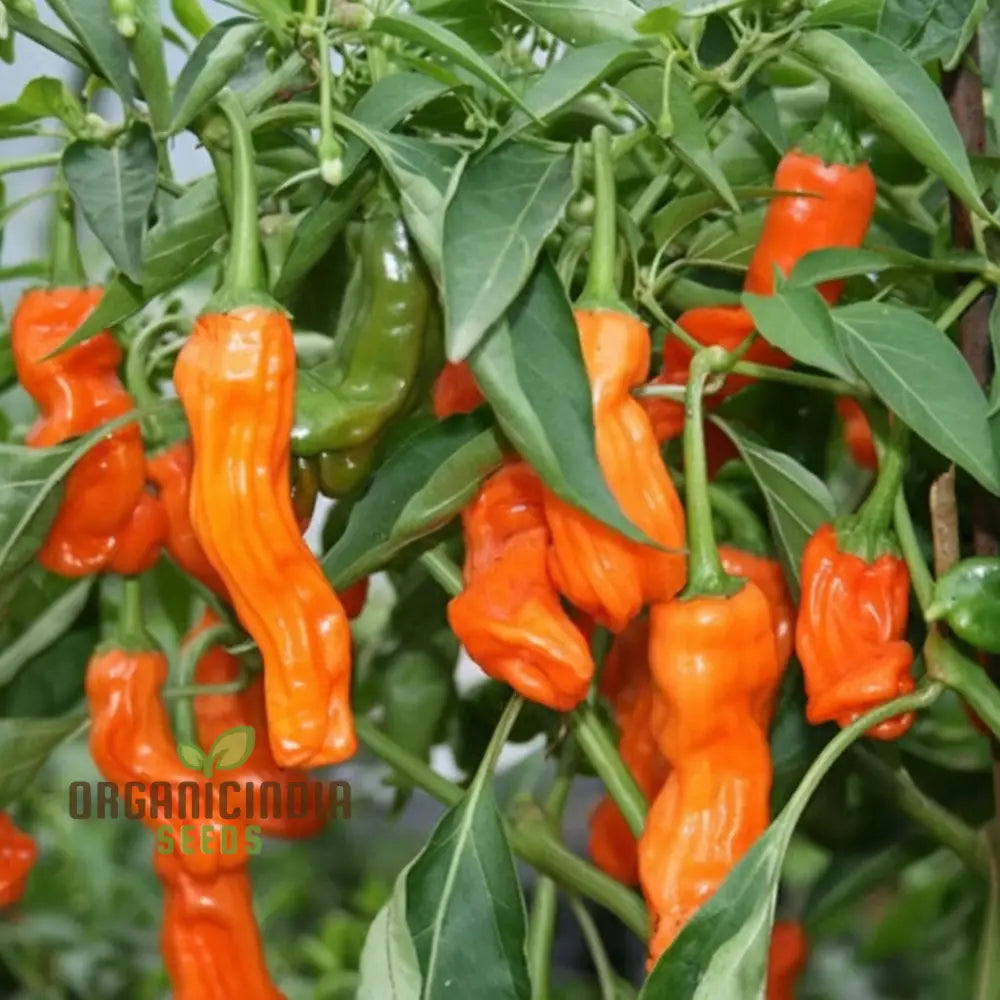 Orange Peter Pepper Plant Seeds - Unique And Spicy Peppers For Vibrant Garden Harvests Vegetable