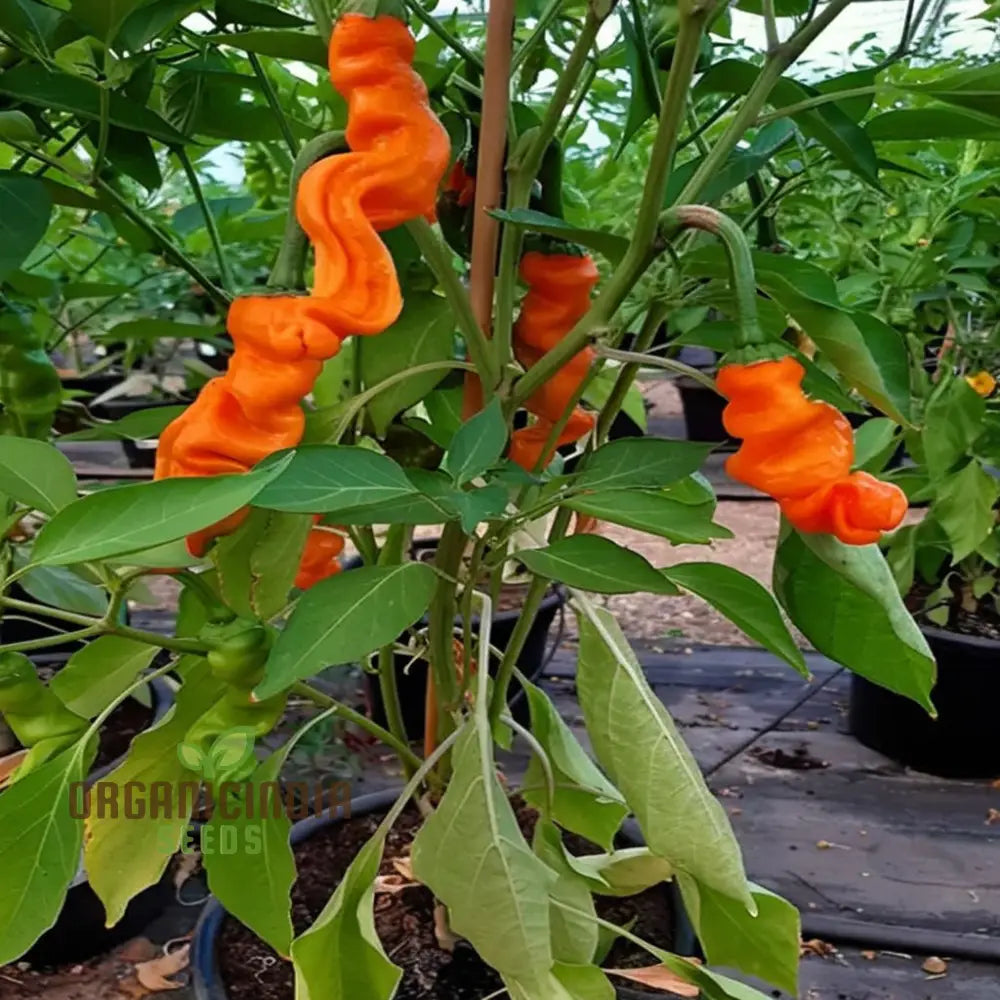 Orange Peter Pepper Plant Seeds - Unique And Spicy Peppers For Vibrant Garden Harvests Vegetable