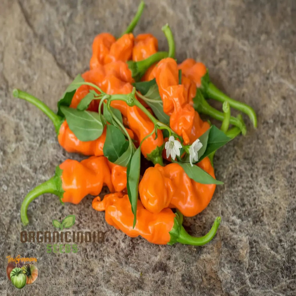 Orange Peter Pepper Plant Seeds - Unique And Spicy Peppers For Vibrant Garden Harvests Vegetable