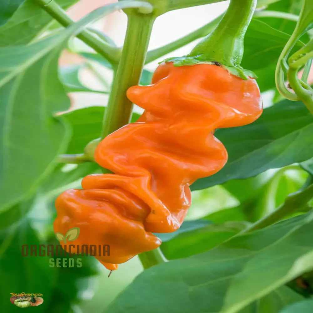 Orange Peter Pepper Plant Seeds - Unique And Spicy Peppers For Vibrant Garden Harvests Vegetable