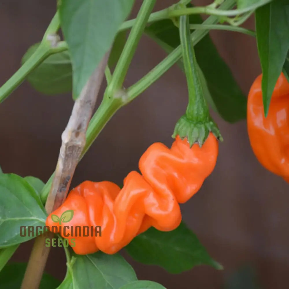 Orange Peter Pepper Plant Seeds - Unique And Spicy Peppers For Vibrant Garden Harvests Vegetable