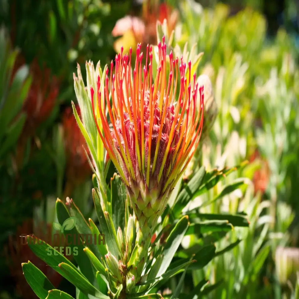 Orange Protea Flower Seeds - Exotic And Stunning Blooms For Unique Garden Displays