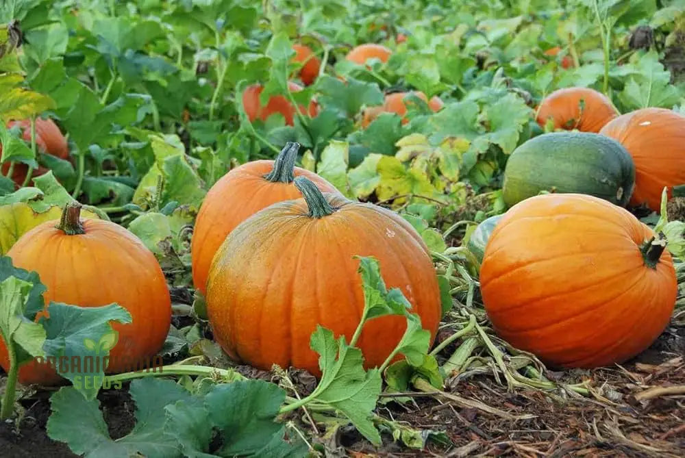 Orange Pumpkin Seeds For Planting Varieties Garden Squash And Gourds