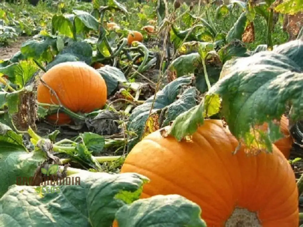 Orange Pumpkin Seeds For Planting Varieties Garden Squash And Gourds