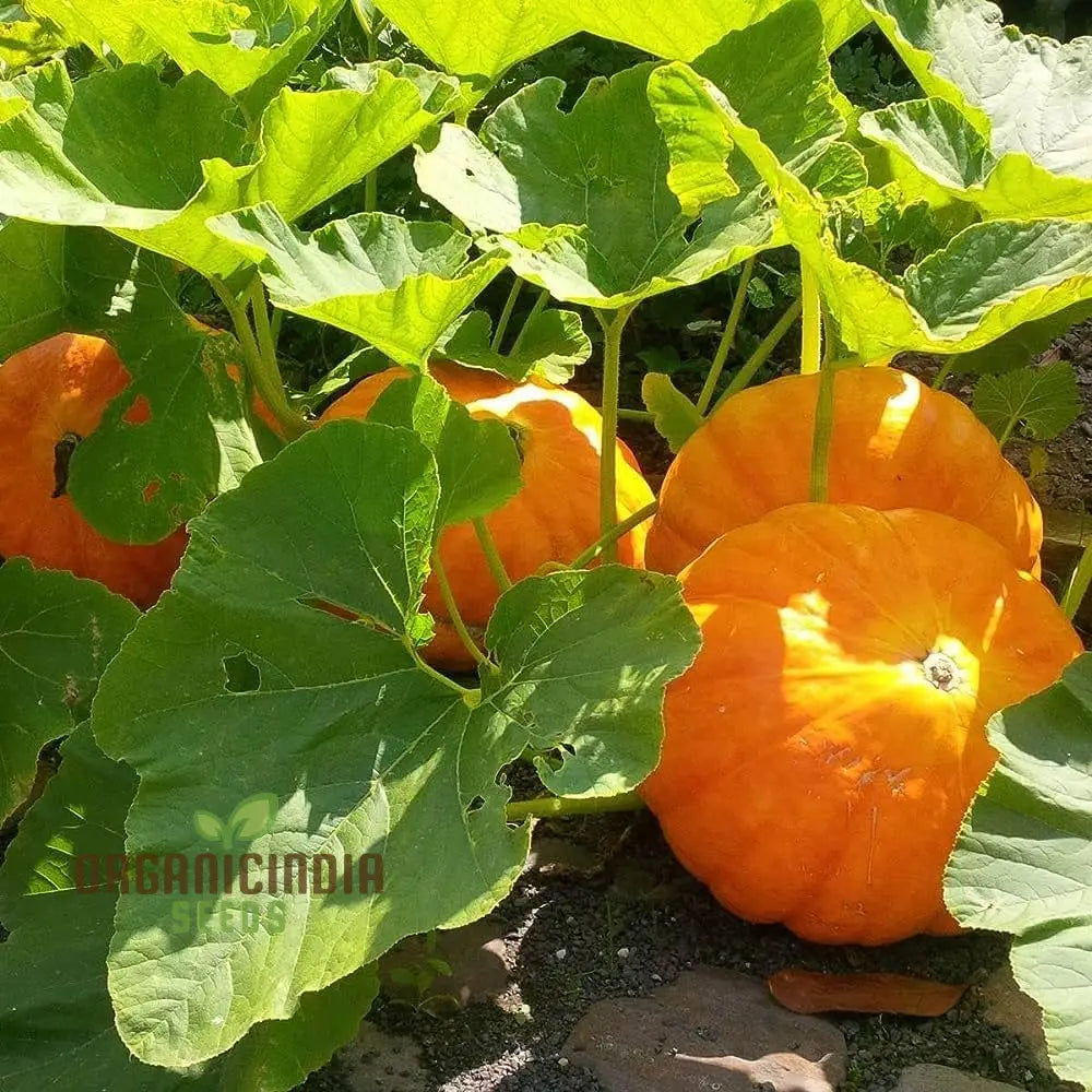 Orange Pumpkin Seeds For Planting Varieties Garden Squash And Gourds