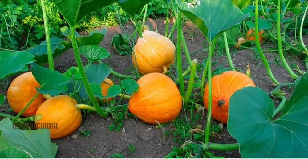 Orange Pumpkin Seeds For Planting Varieties Garden Squash And Gourds