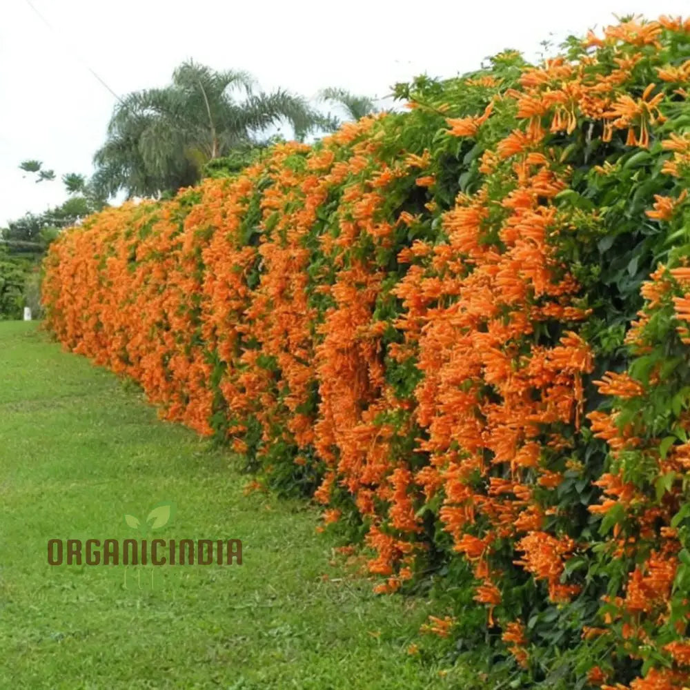 Orange Pyrostegia Venusta Flower Seeds For Gardening & Planting Seeds