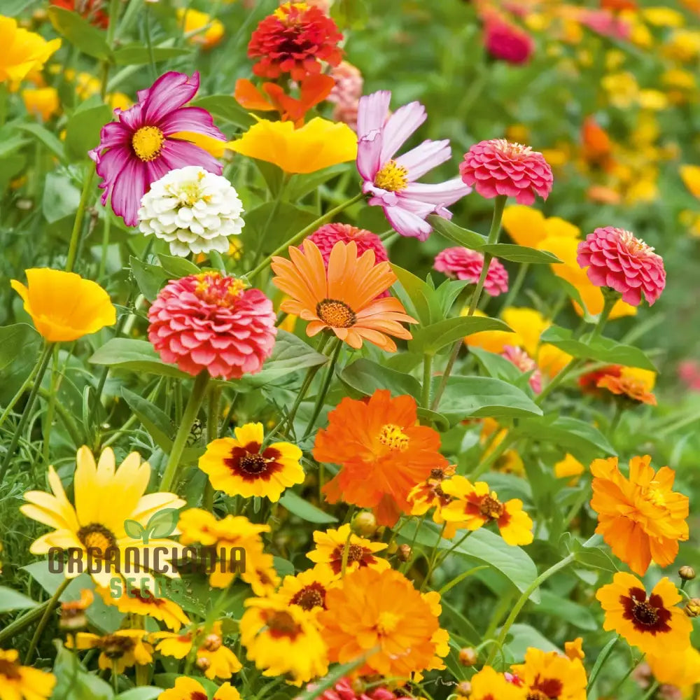 Orange Sherbet Flower Seed Mix - Vibrant Blooms For Your Garden Delight