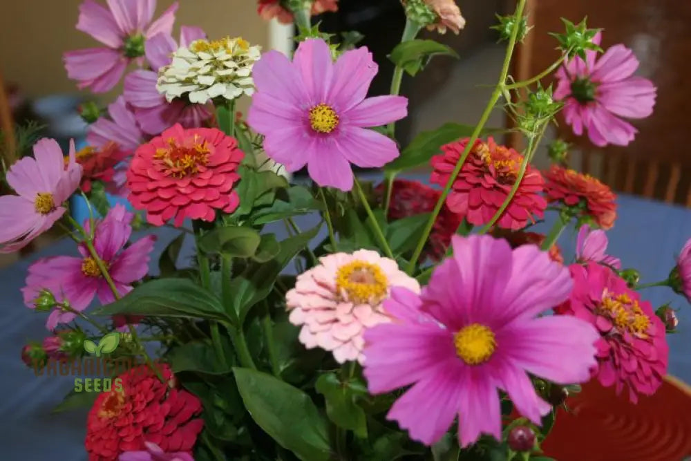 Orange Sherbet Flower Seed Mix - Vibrant Blooms For Your Garden Delight